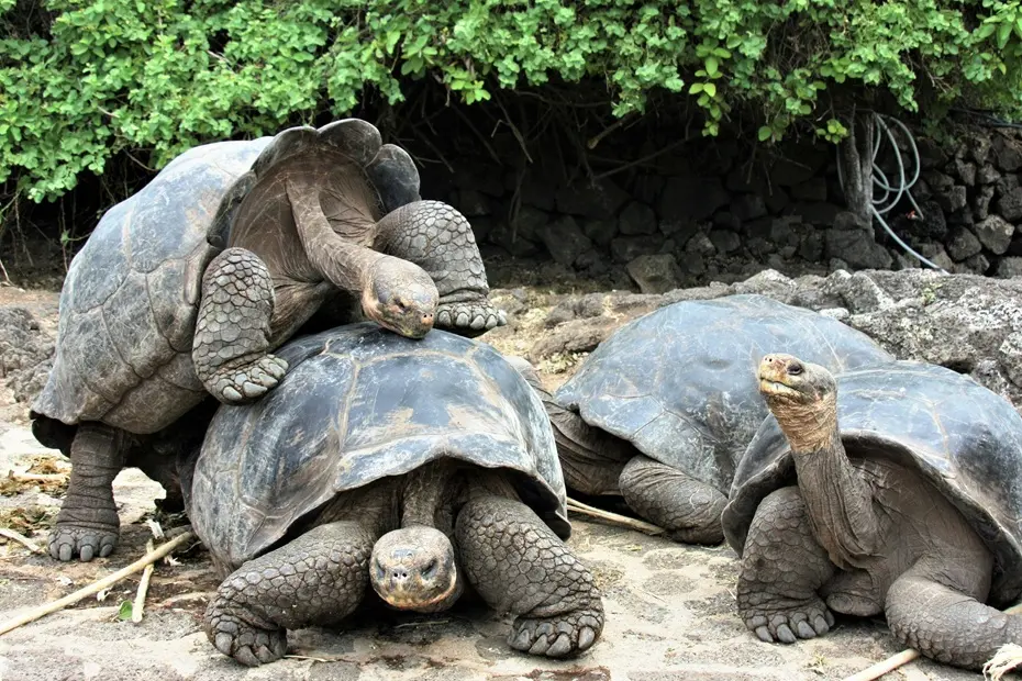 Galápagos giant tortoise in its natural habitat