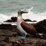 blue footed boobie hero