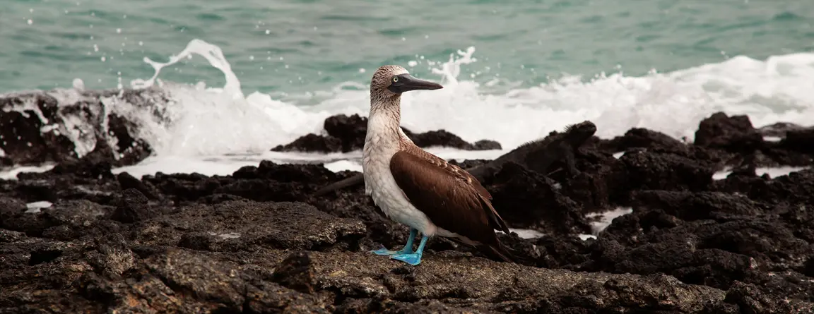 blue footed boobie hero