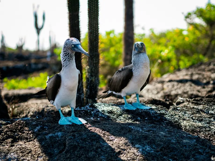 Two blue-footed boobies standing on a rock surrounded by cactus vegetation in the Galápagos Islands