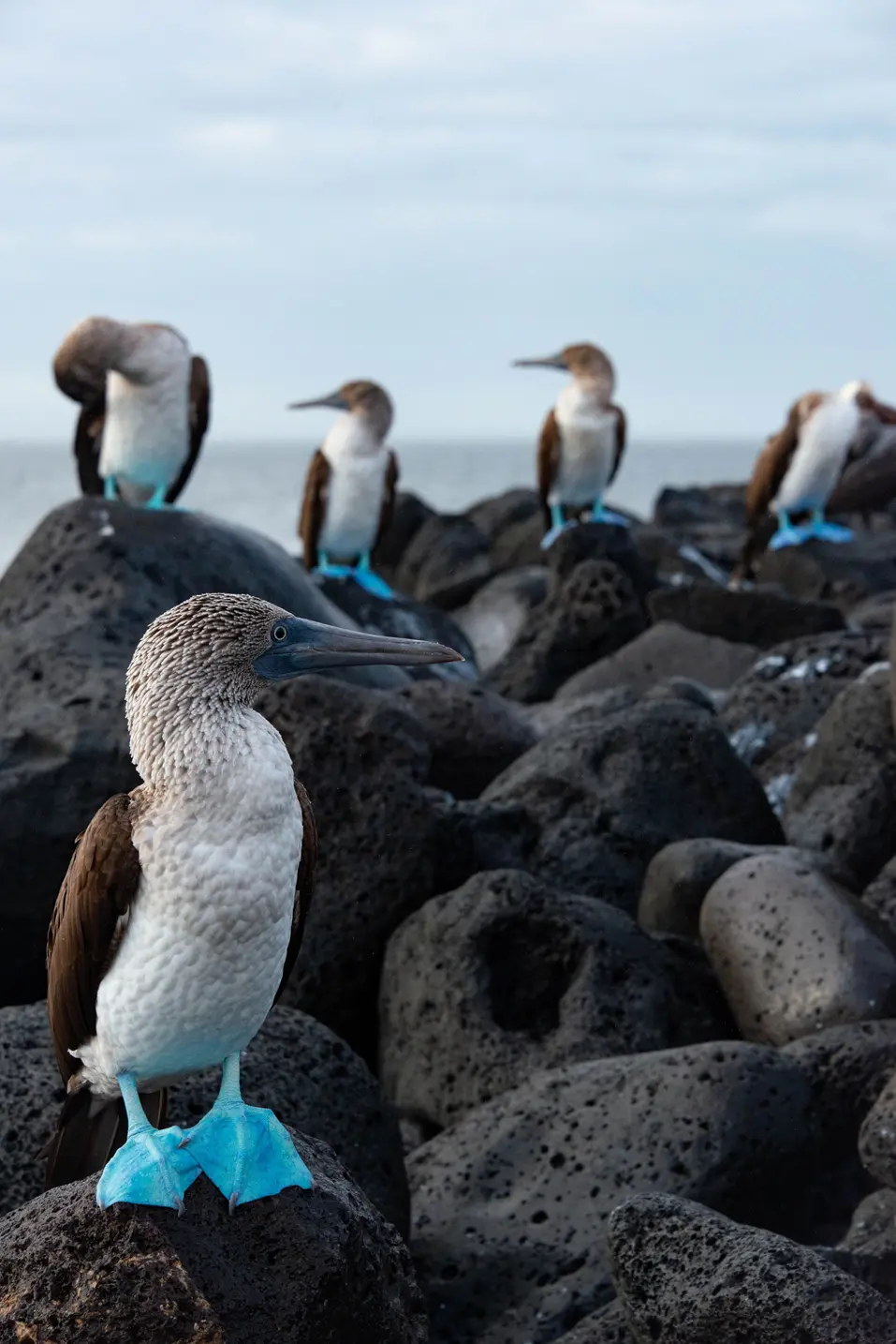 A group of blue-footed boobies standing on rocks with the ocean in the background in the Galápagos Islands