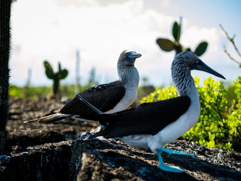Pair of blue-footed boobies perched on a rock along the Galápagos coast