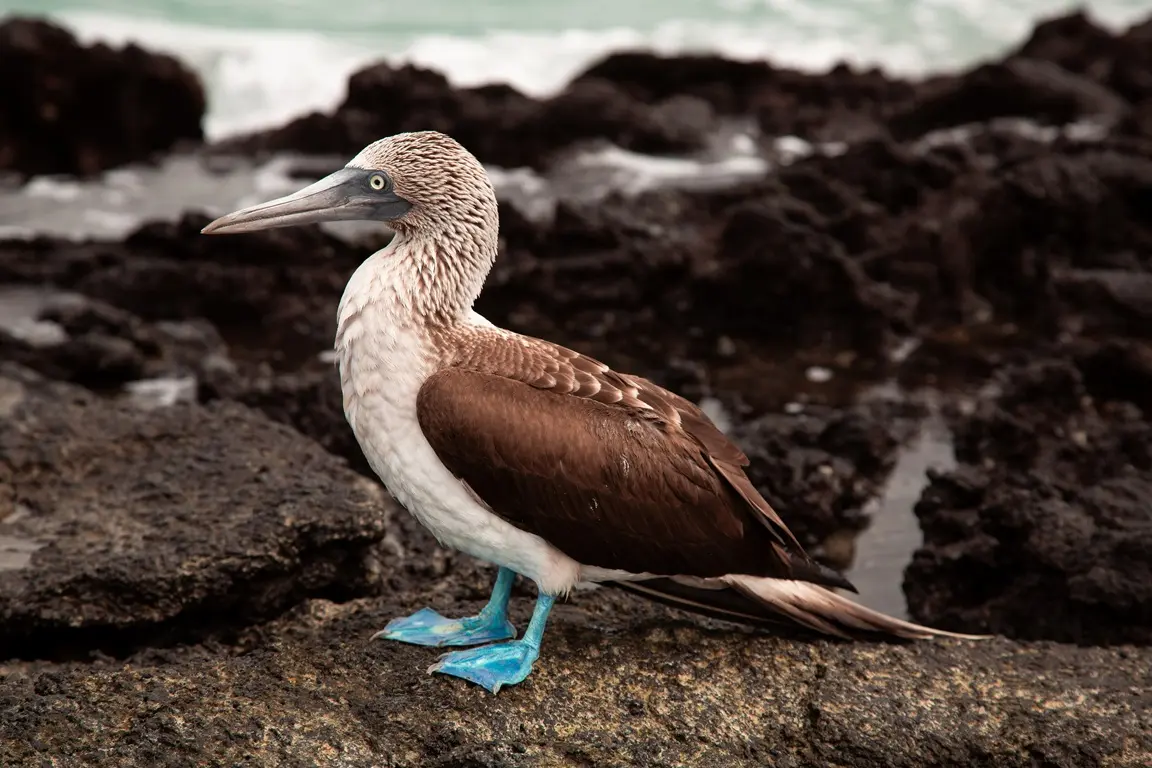 A single blue-footed booby standing on a rock by the sea in the Galápagos Islands