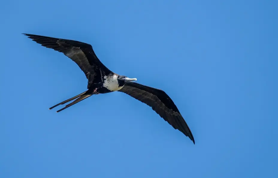 Female magnificent frigatebird with a distinct white breast in flight against a clear blue sky in the Galapagos