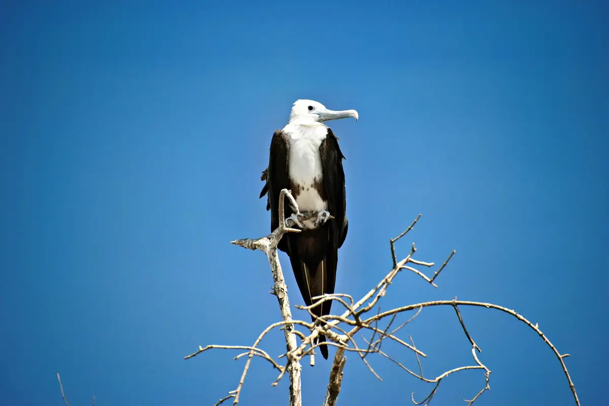 Female magnificent frigatebird with its distinct white breast perched on tree branches in the Galapagos