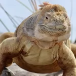 galapagos land iguana