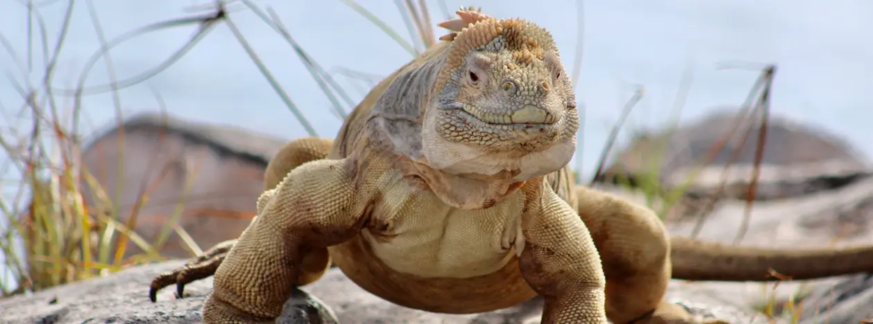 galapagos land iguana
