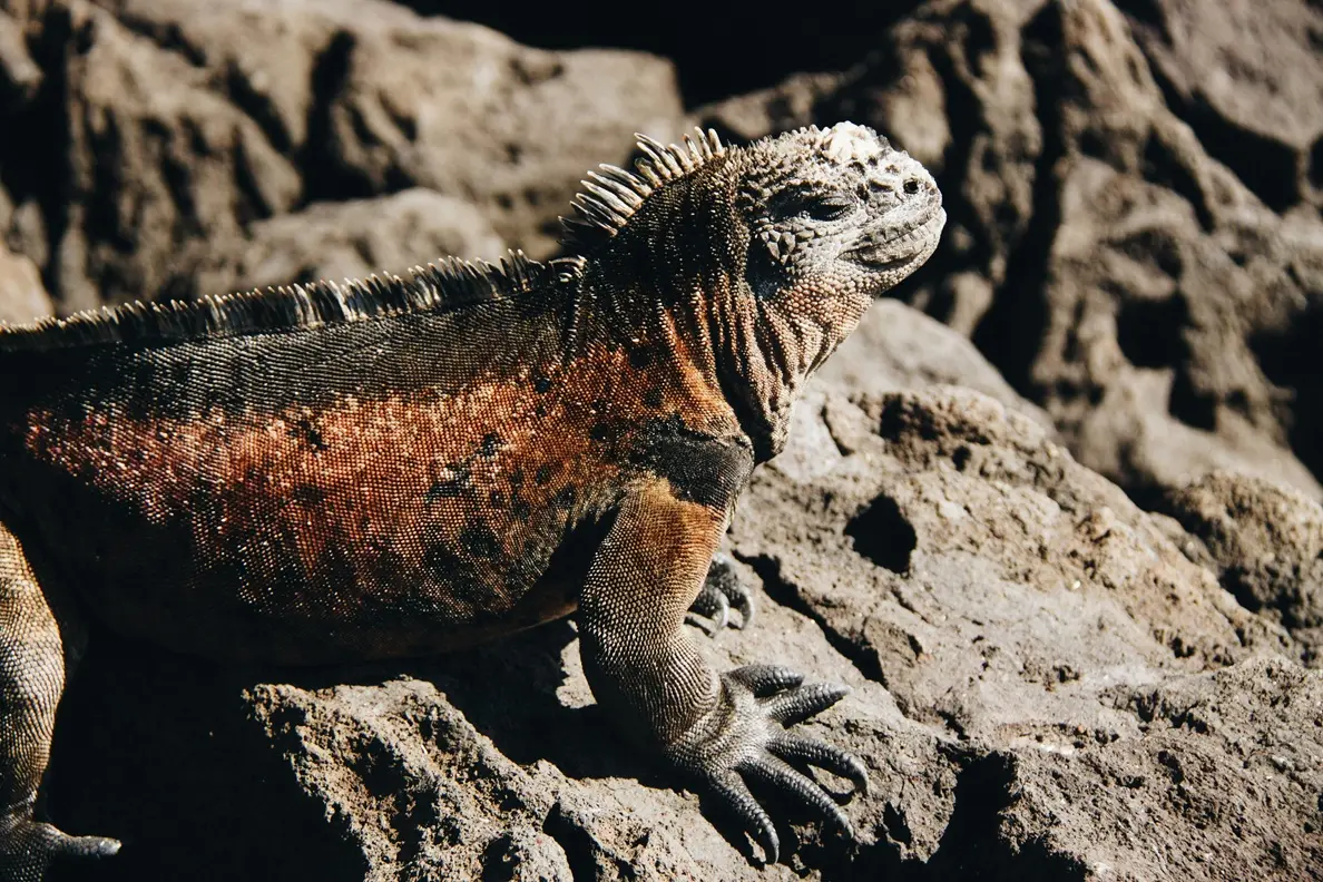 galapagos marine iguana close up