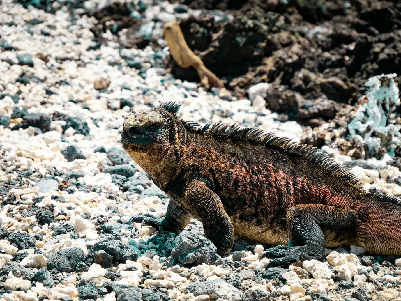 galapagos marine iguana