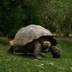 galapagos tortoise