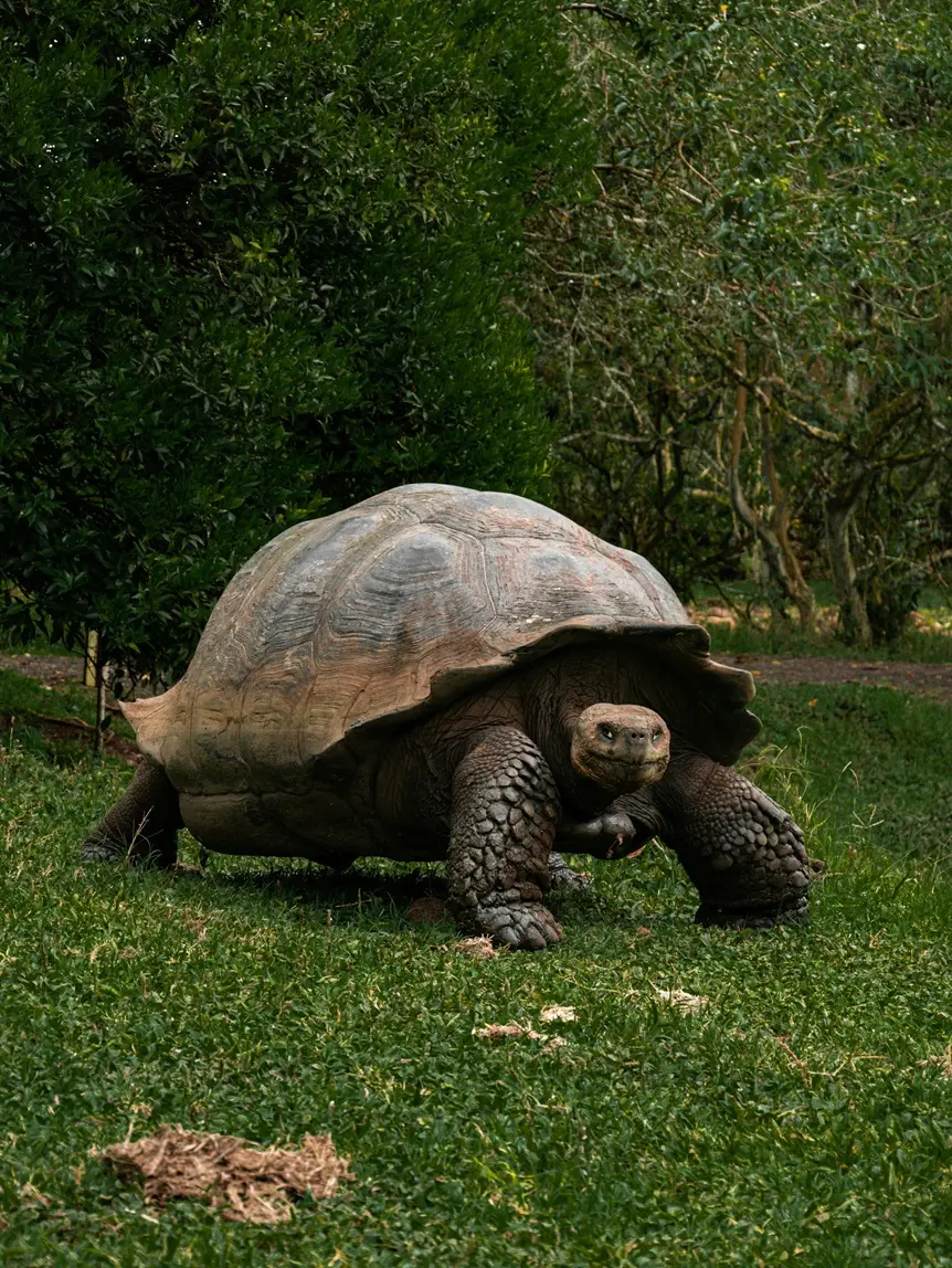 galapagos tortoise
