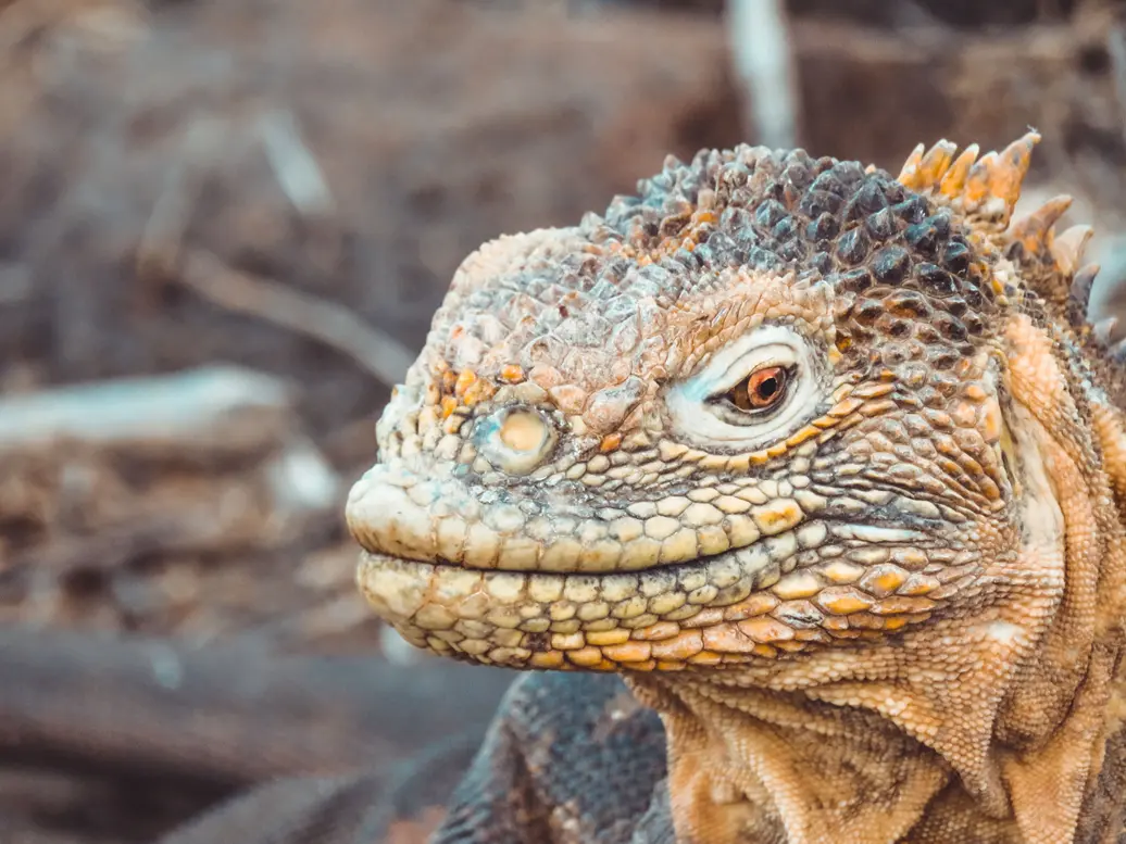 Close-up frontal of a land iguana from the Galápagos Islands