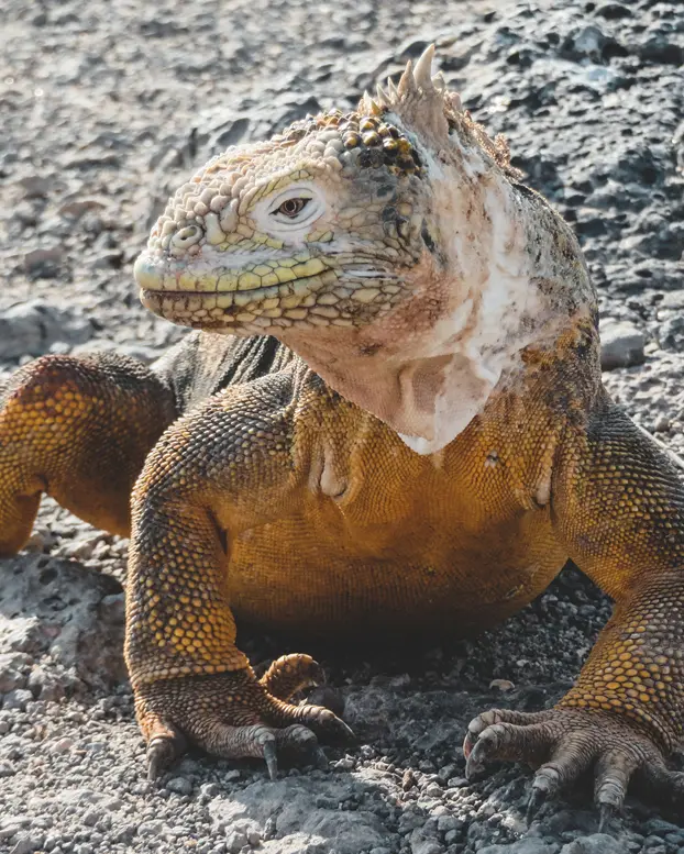 Front view close-up of a land iguana showing its head and facial texture