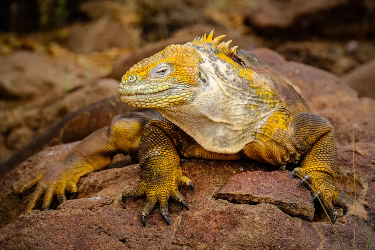Land iguana standing on a rock, looking to the side