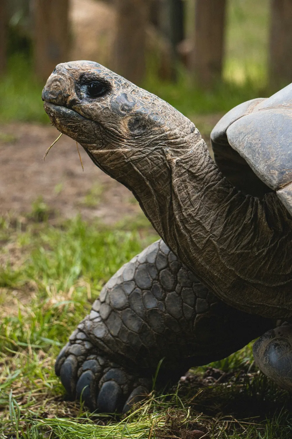 majestic giant tortoise galapagos islands