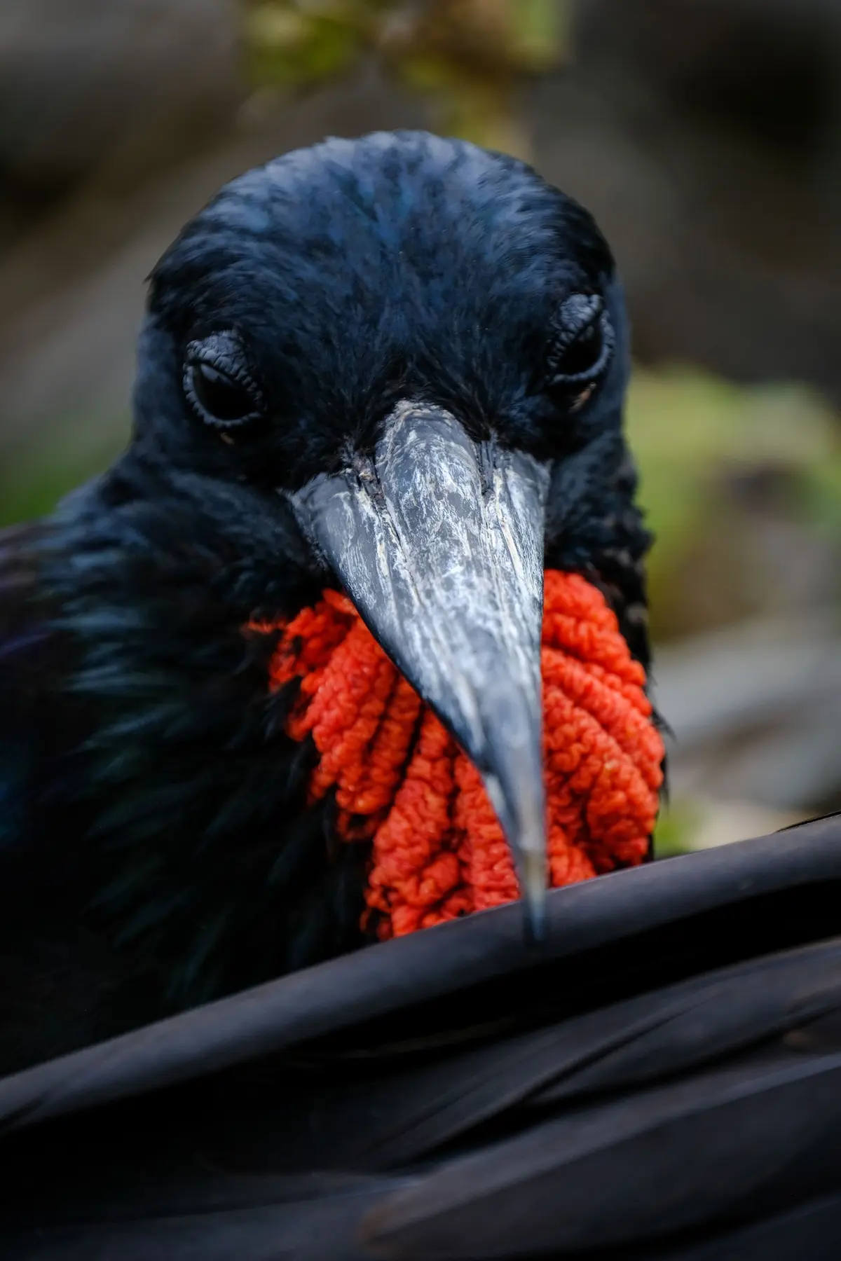 Front-facing portrait of a male magnificent frigatebird with its deflated red gular pouch visible against a natural background in the Galapagos