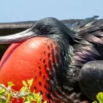 Detailed close-up of a male frigatebird showcasing its fully expanded crimson gular pouch surrounded by iridescent black feathers in the Galapagos