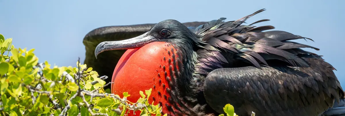 Detailed close-up of a male frigatebird showcasing its fully expanded crimson gular pouch surrounded by iridescent black feathers in the Galapagos