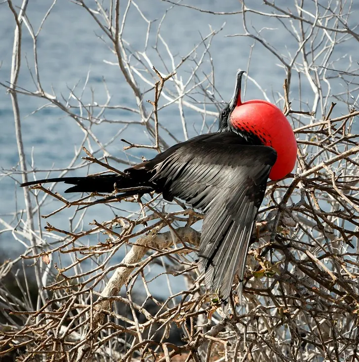 Close-up of a male magnificent frigatebird inflating its bright red gular pouch during mating season in the Galapagos