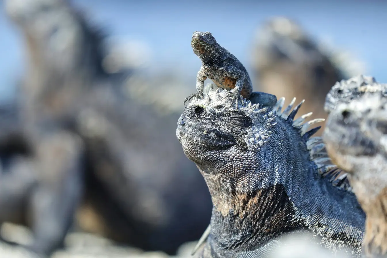 marine iguan a galapagos mother