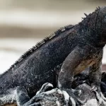 marine iguana galapagos
