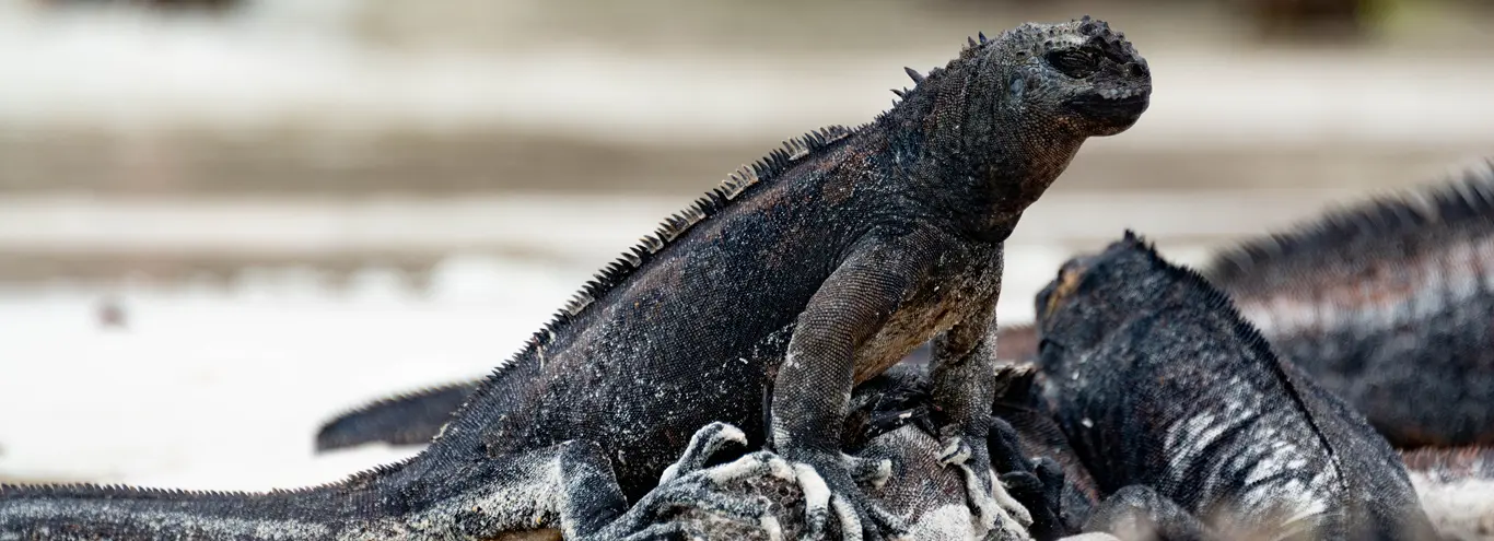 marine iguana galapagos