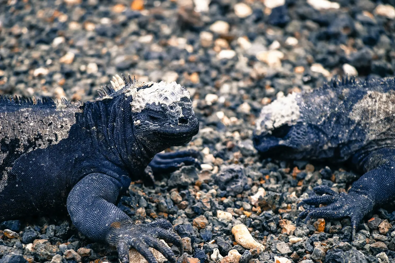 galapagos marine iguana close up