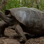 tortoise galapagos