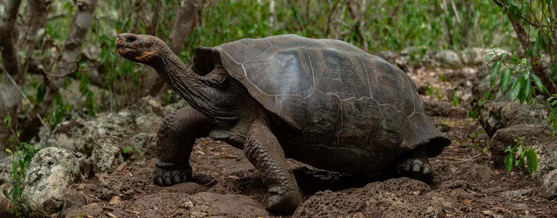 tortoise galapagos