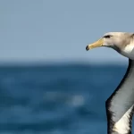 albatros background