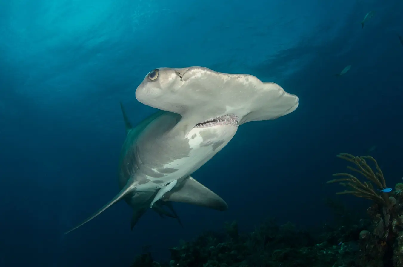 Front view of a hammerhead shark swimming in the ocean