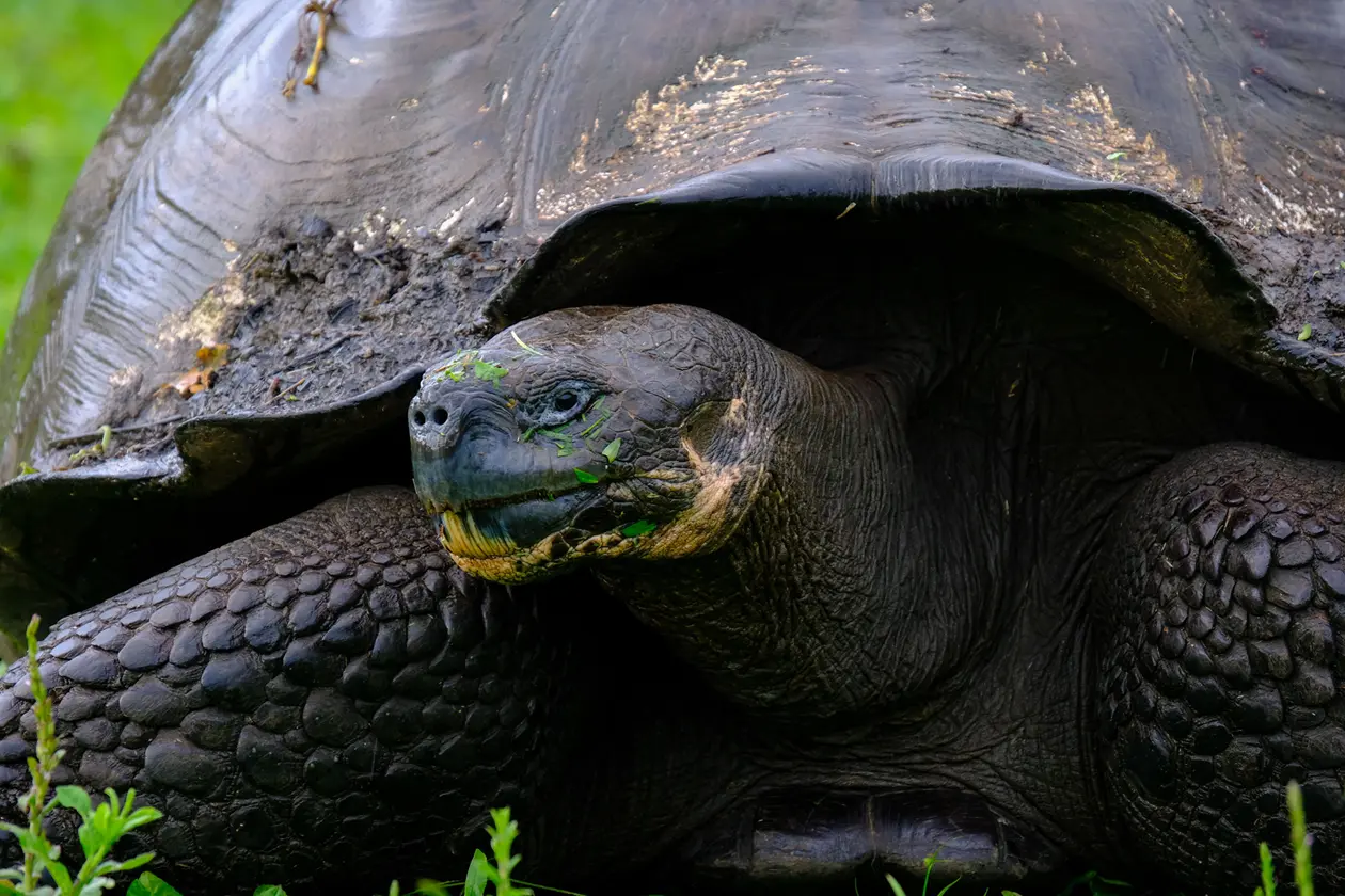 galapagos giant tortoise