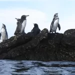galapagos penguin