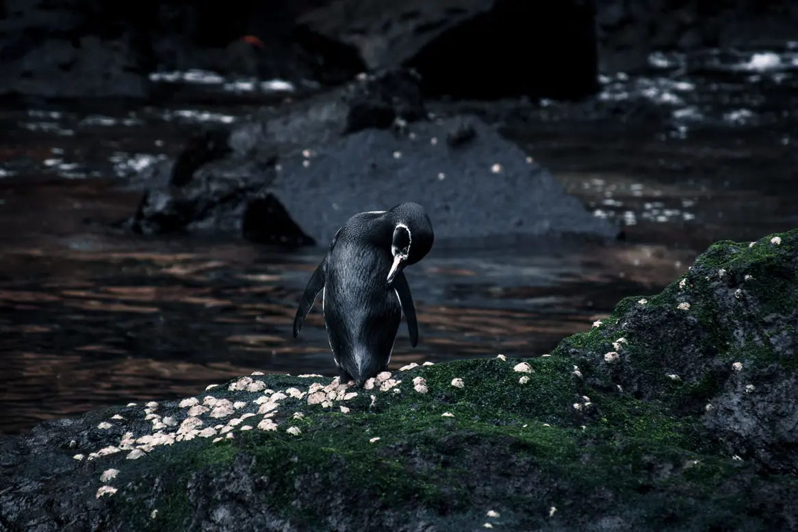 A Galapagos penguin perched on a moss-covered rock, scratching its head with its foot