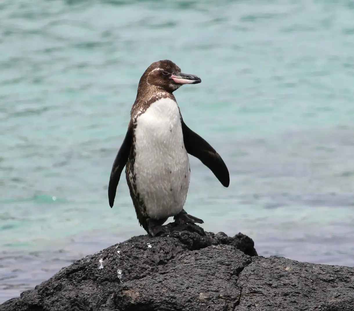 A Galapagos penguin standing upright on a black volcanic rock near the water