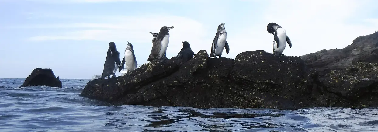 galapagos penguin