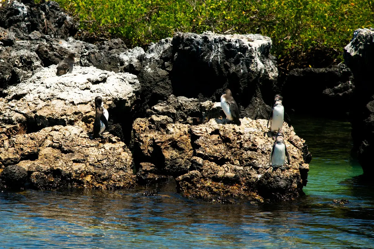 A small group of Galapagos penguins gathered on volcanic rocks along the water's edge