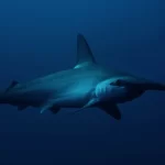 hammerhead shark