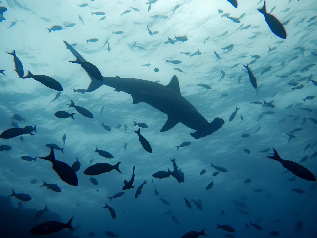 A hammerhead shark swimming among a school of small fish in the ocean