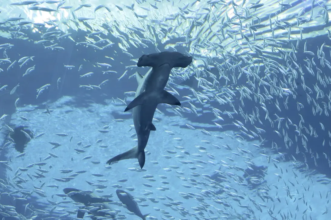 Full body underside view of a hammerhead shark swimming above a school of fish