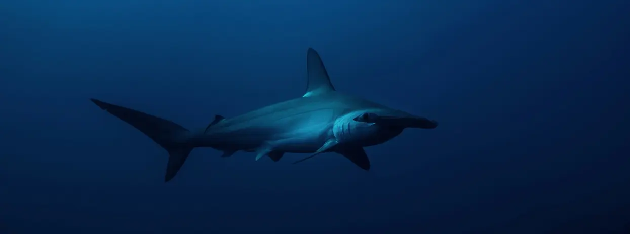 hammerhead shark