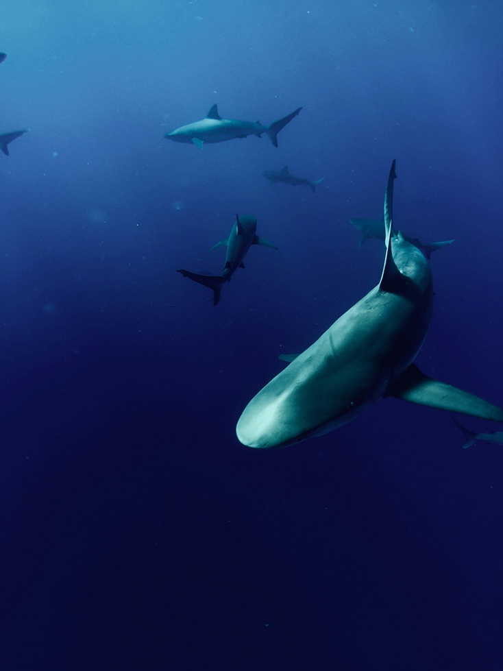 A group of several whitetip reef sharks swimming together over a coral reef