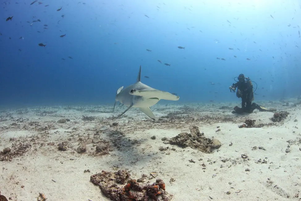 A hammerhead shark swimming forward in the Galapagos Islands marine reserve