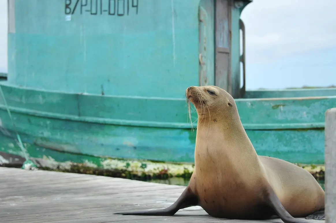 A sea lion resting on a wooden dock with a boat moored behind it