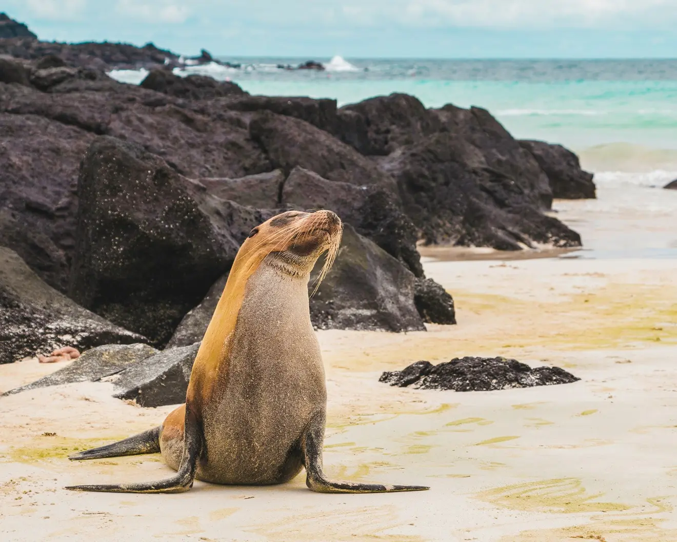 A sea lion resting on a shoreline blending white sand and dark volcanic rocks