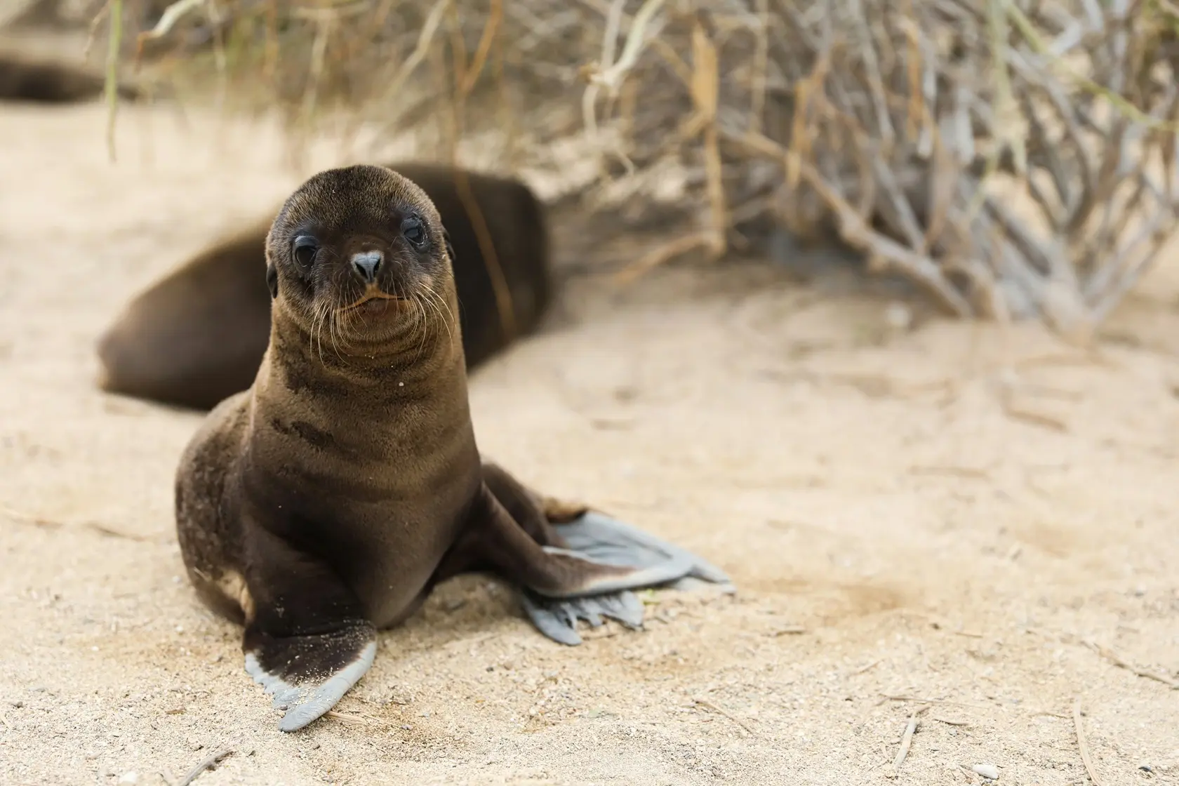A sea lion resting on a beach between sand and dark rocks