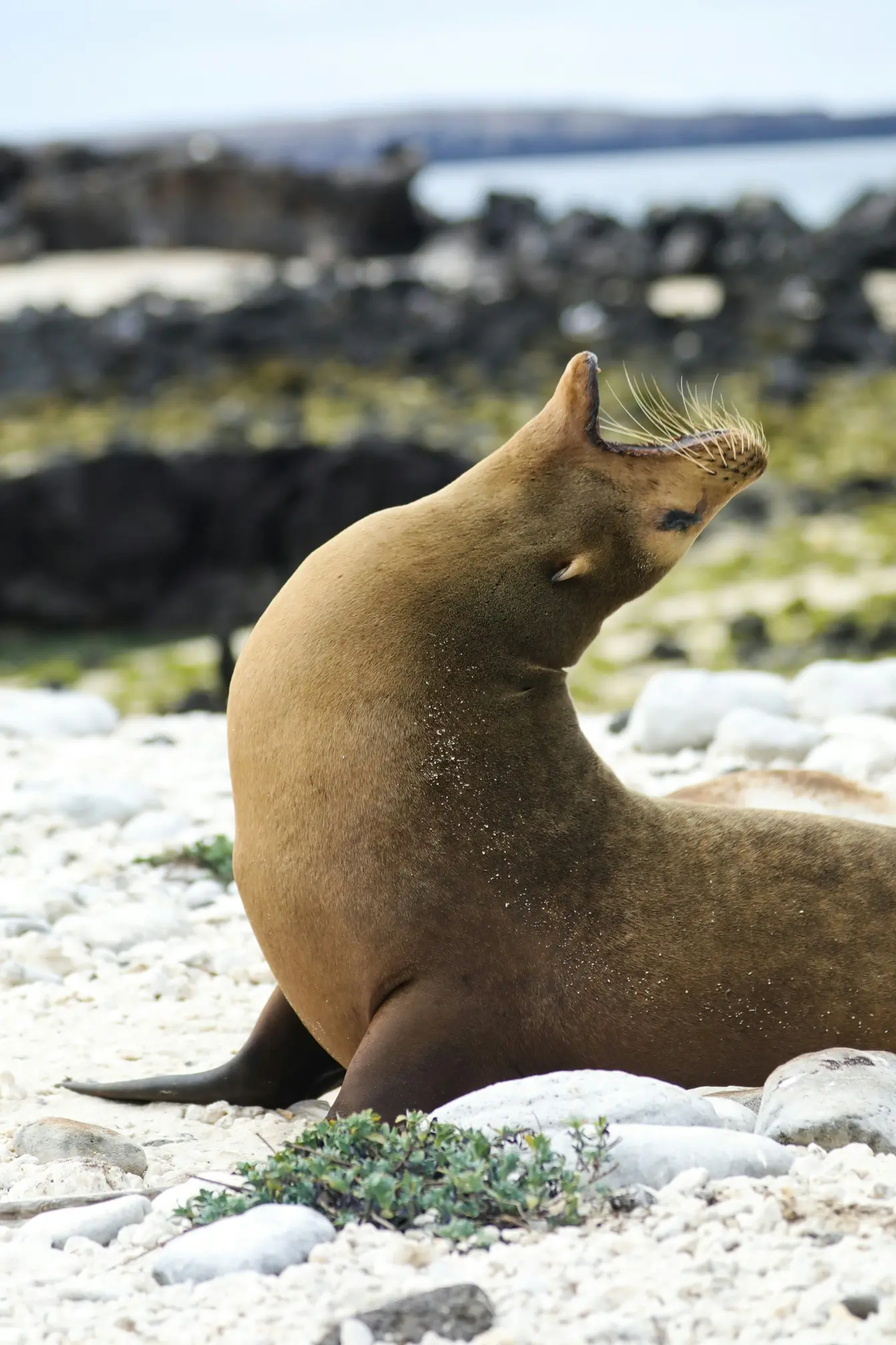 A sea lion lying on the ground with its mouth wide open yawning