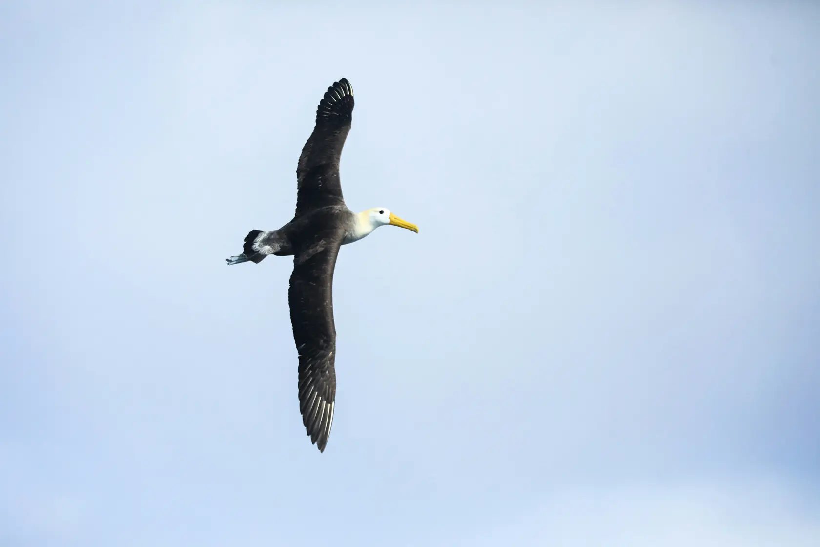 Waved albatross soaring with wings fully extended against a clear blue sky