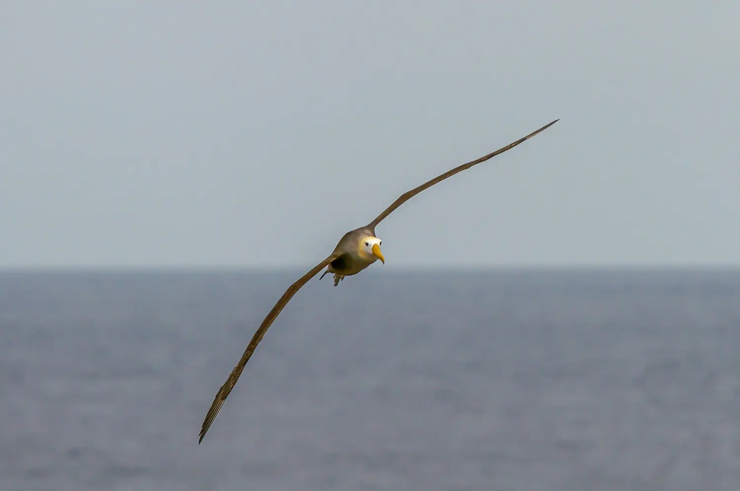 Waved albatross gliding low over the ocean waves