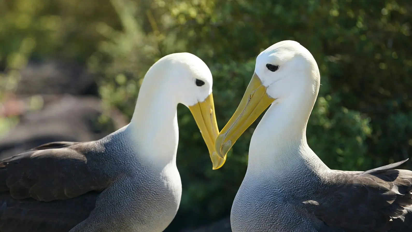 A pair of waved albatrosses face-to-face during a courtship ritual